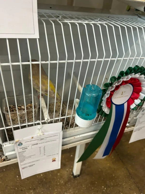 img fringillias 2025 056