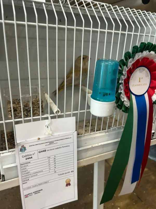 img fringillias 2025 057