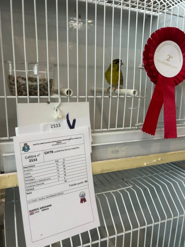 img fringillias 2025 058