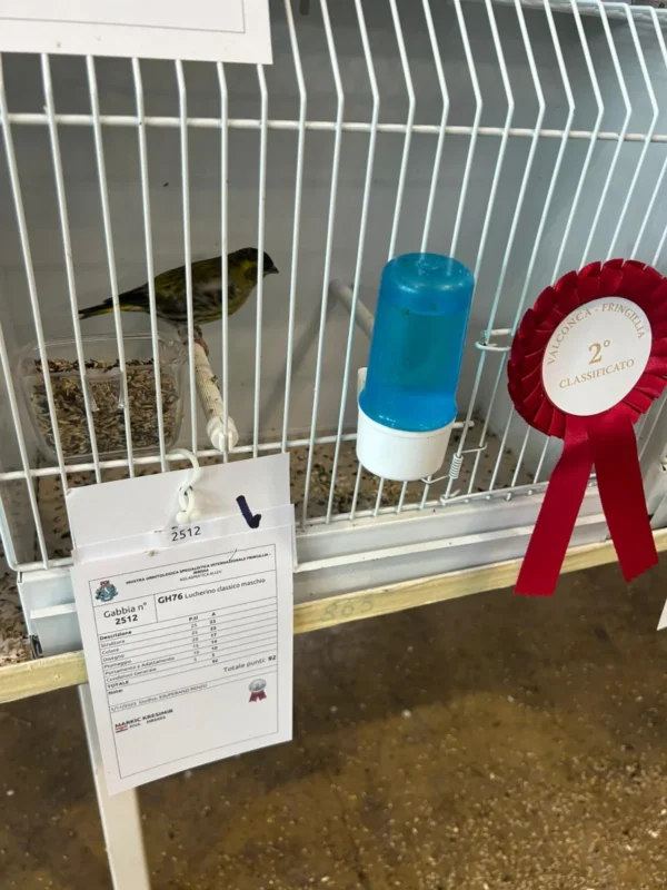 img fringillias 2025 059