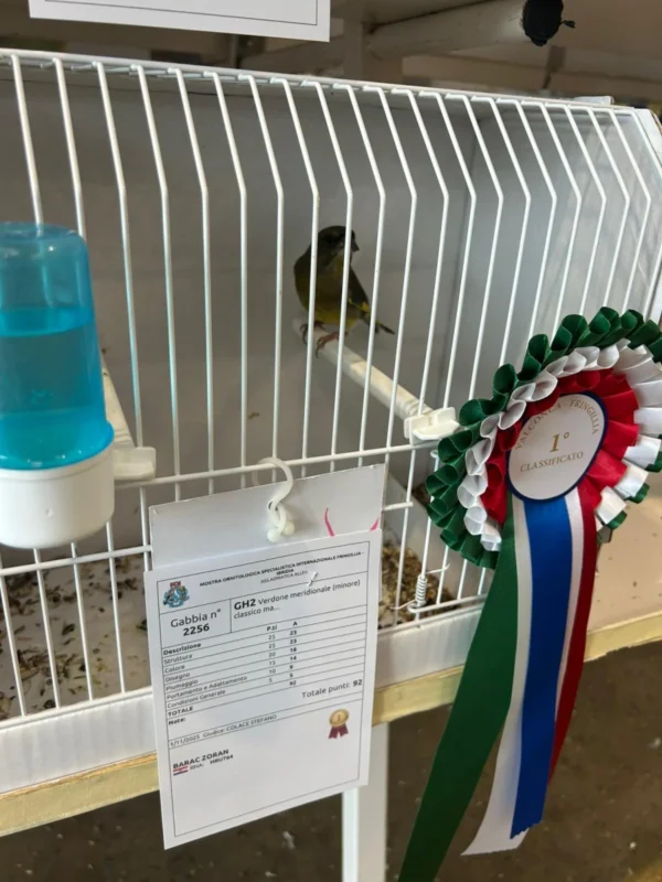 img fringillias 2025 060