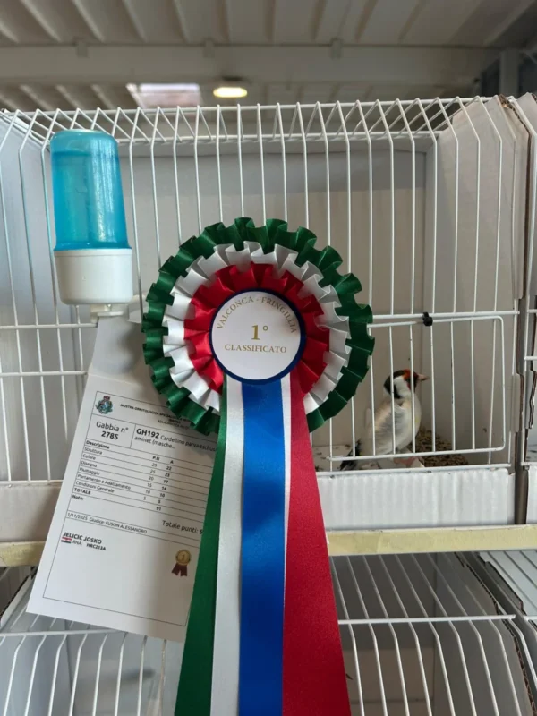 img fringillias 2025 061