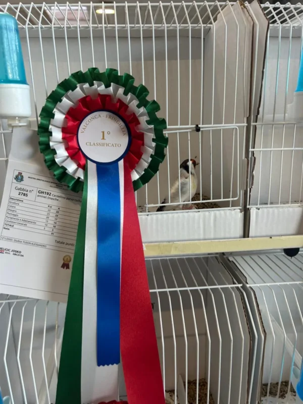 img fringillias 2025 062