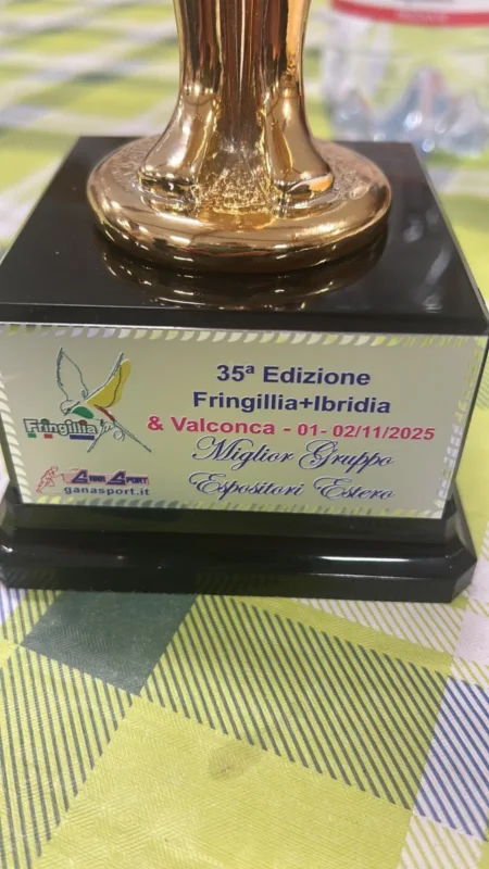 img fringillia 2025 03